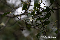Loropetalum chinense
