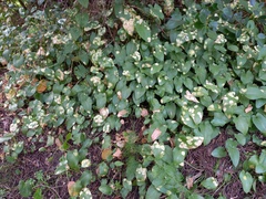 Phyllosiphon arisari