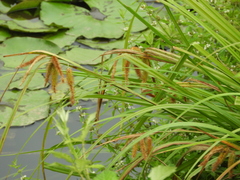 Carex excelsa
