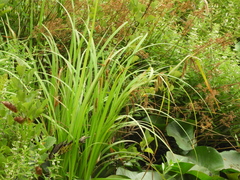 Carex excelsa