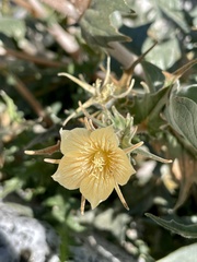 Mentzelia hirsutissima