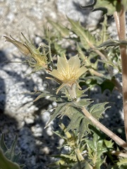 Mentzelia hirsutissima