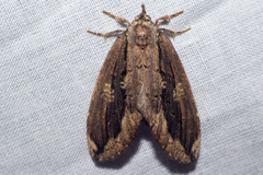 Lepidodes lorenae