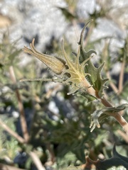 Mentzelia hirsutissima