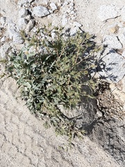 Mentzelia hirsutissima