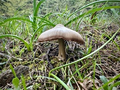 Entoloma vernum