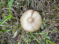 Entoloma vernum