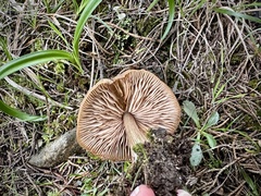 Entoloma vernum
