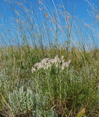 Jurinea stoechadifolia