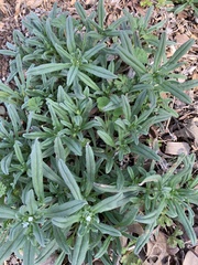 Buglossoides arvensis