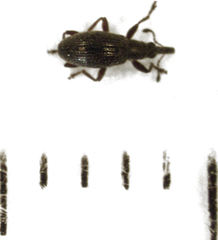 Neocyba metrosideros