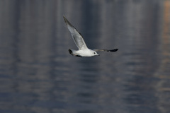 Larus canus