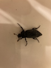 Nicrophorus nigrita