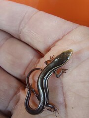 Aspronema dorsivittatum
