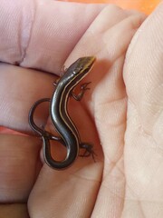 Aspronema dorsivittatum