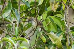 Synallaxis albescens insignis