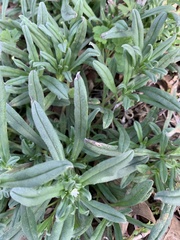 Buglossoides arvensis