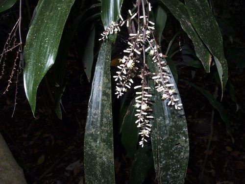 Image of Cordyline cannifolia by (c) Sue Carnahan, some rights reserved (CC BY)