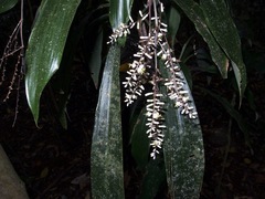 Cordyline cannifolia