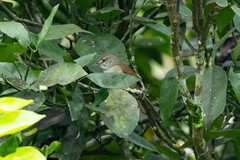 Synallaxis albescens insignis