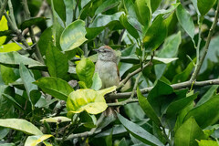 Synallaxis albescens insignis