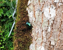 Lagochile emarginata