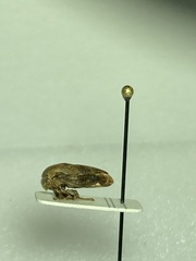 Ophiderma salamandra