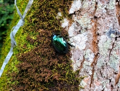 Lagochile emarginata