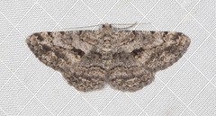 Psilalcis isombra