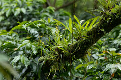 Prosthechea grammatoglossa