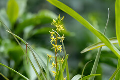 Prosthechea grammatoglossa