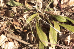 Campanula persicifolia