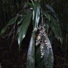 Cordyline cannifolia