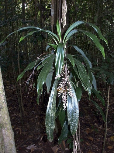 Image of Cordyline cannifolia by (c) Sue Carnahan, some rights reserved (CC BY)
