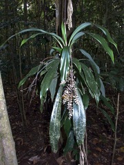 Cordyline cannifolia