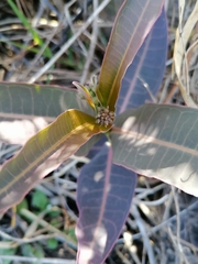 Asclepias glaucescens