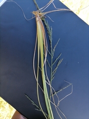 Eragrostis plana