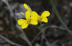 Physaria gracilis