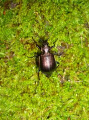 Calosoma inquisitor