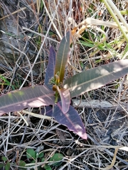 Asclepias glaucescens