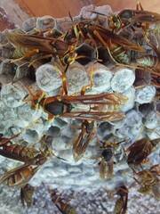 Polistes buyssoni