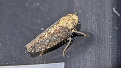 Excultanus excultus