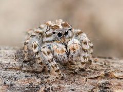 Yllenus turkestanicus