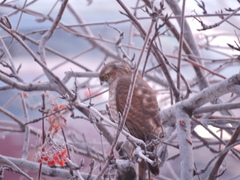 Accipiter nisus