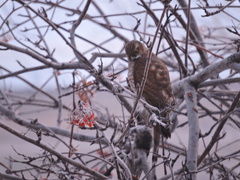 Accipiter nisus