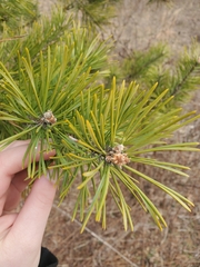 Pinus mugo