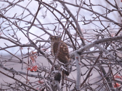 Accipiter nisus