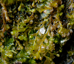 Gymnocolea inflata