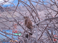 Accipiter nisus