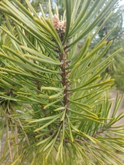 Pinus mugo